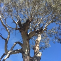 Eucalyptus rubida subsp. rubida at Burra, NSW - 21 Mar 2020