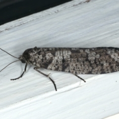 Lepidoscia adelopis, annosella and similar species (A Case moth) at Ainslie, ACT - 22 Mar 2020 by jb2602