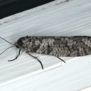 Lepidoscia adelopis, annosella and similar species at Ainslie, ACT - 22 Mar 2020