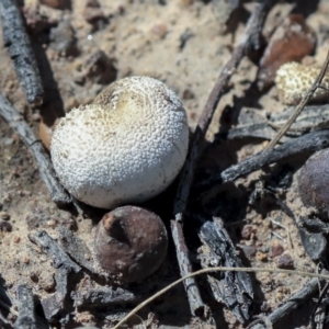 zz puffball at Hawker, ACT - 14 Feb 2020