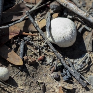 zz puffball at Hawker, ACT - 14 Feb 2020