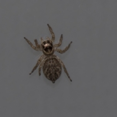 Maratus griseus (Jumping spider) at Higgins, ACT - 4 Mar 2020 by AlisonMilton