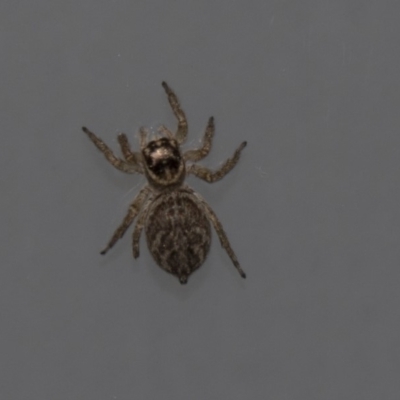 Maratus griseus (Jumping spider) at Higgins, ACT - 4 Mar 2020 by AlisonMilton