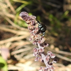 Thyreus caeruleopunctatus (Chequered cuckoo bee) at Acton, ACT - 20 Mar 2020 by HelenCross