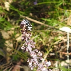 Thyreus caeruleopunctatus at Acton, ACT - 20 Mar 2020