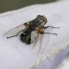 Rutilia (Donovanius) sp. (genus & subgenus) (A Bristle Fly) at Higgins, ACT - 14 Apr 2018 by AlisonMilton