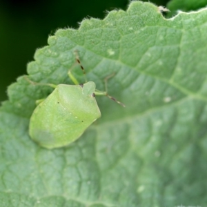 Nezara viridula at Higgins, ACT - 14 Apr 2018