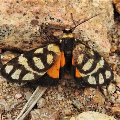 Asura lydia (Lydia Lichen Moth) at Tuggeranong DC, ACT - 24 Mar 2020 by JohnBundock