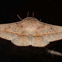 Antictenia punctunculus (A geometer moth) at Ainslie, ACT - 22 Mar 2020 by jb2602