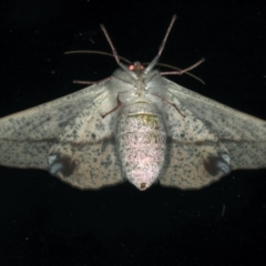 Antictenia punctunculus at Ainslie, ACT - 22 Mar 2020