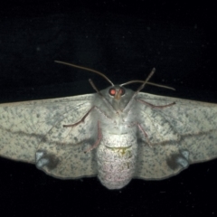 Antictenia punctunculus at Ainslie, ACT - 22 Mar 2020