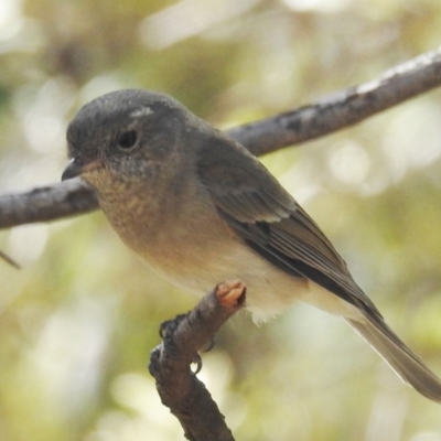 Pachycephala pectoralis (Golden Whistler) at Acton, ACT - 18 Mar 2020 by HelenCross