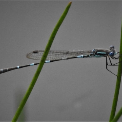 Austrolestes leda (Wandering Ringtail) at Farrer Ridge - 24 Mar 2020 by JohnBundock