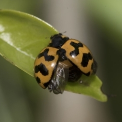 Coccinella transversalis (Transverse Ladybird) at Higgins, ACT - 2 Nov 2019 by AlisonMilton