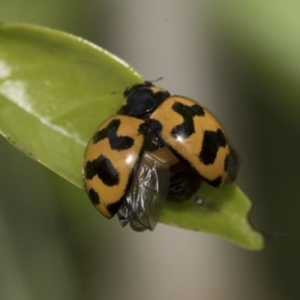 Coccinella transversalis at Higgins, ACT - 2 Nov 2019 09:18 AM