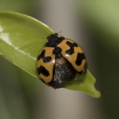 Coccinella transversalis at Higgins, ACT - 2 Nov 2019