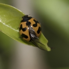 Coccinella transversalis at Higgins, ACT - 2 Nov 2019 09:18 AM