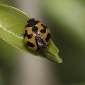 Coccinella transversalis at Higgins, ACT - 2 Nov 2019