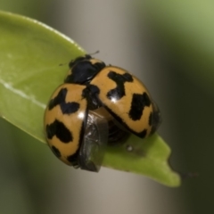 Coccinella transversalis at Higgins, ACT - 2 Nov 2019 09:18 AM