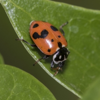 Hippodamia variegata (Spotted Amber Ladybird) at Higgins, ACT - 1 Nov 2019 by AlisonMilton
