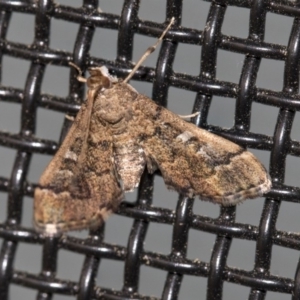 Nacoleia rhoeoalis at Higgins, ACT - 19 Mar 2020