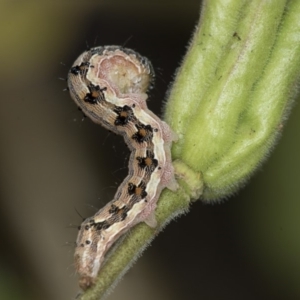 Helicoverpa (genus) at Higgins, ACT - 2 Nov 2019 11:14 AM