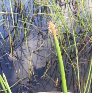 Eleocharis sphacelata at Wollogorang, NSW - 24 Mar 2020