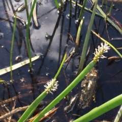 Eleocharis sphacelata at Wollogorang, NSW - 24 Mar 2020