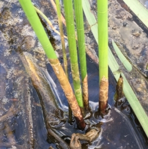 Eleocharis sphacelata at Wollogorang, NSW - 24 Mar 2020