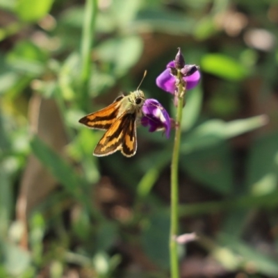 Ocybadistes walkeri (Green Grass-dart) at Mount Painter - 24 Mar 2020 by Tammy