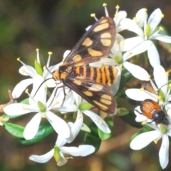 Amata (genus) (Handmaiden Moth) at Molonglo Valley, ACT - 18 Mar 2020 by Harrisi