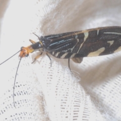 Porismus strigatus (Pied Lacewing) at Molonglo Valley, ACT - 18 Mar 2020 by Harrisi