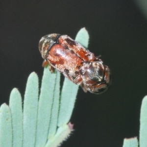 Elaphodes sp. (genus) at Hackett, ACT - suppressed