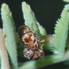 Elaphodes sp. (genus) at Hackett, ACT - suppressed