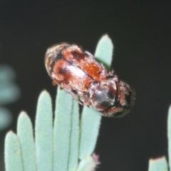 Elaphodes sp. (genus) at Hackett, ACT - suppressed