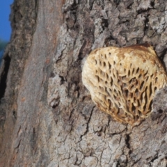 Hexagonia vesparia (Wasp Nest Polypore) at Majura, ACT - 20 Mar 2020 by Harrisi