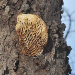 Hexagonia vesparia at Majura, ACT - 20 Mar 2020