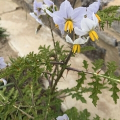 Solanum sisymbriifolium (Sticky Nightshade) at Lawson, ACT - 24 Mar 2020 by rainer