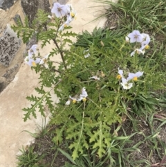 Solanum sisymbriifolium at Lawson, ACT - 24 Mar 2020