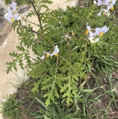 Solanum sisymbriifolium at Lawson, ACT - 24 Mar 2020