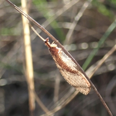 Stenosmylus stenopterus (An Osmylid Lacewing) at Cook, ACT - 22 Mar 2020 by CathB