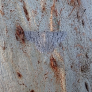 Crypsiphona ocultaria at Cook, ACT - 22 Mar 2020