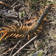 Ethmostigmus rubripes (Giant centipede) at Yass River, NSW - 23 Mar 2020 by SueMcIntyre
