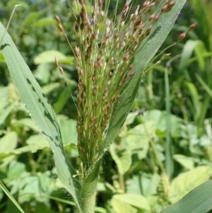 Panicum capillare/hillmanii at Dunlop, ACT - 18 Mar 2020