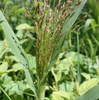 Panicum capillare/hillmanii (Exotic/Invasive Panic Grass) at Dunlop, ACT - 18 Mar 2020 by CathB