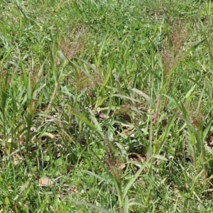 Panicum capillare/hillmanii at Cook, ACT - 18 Mar 2020