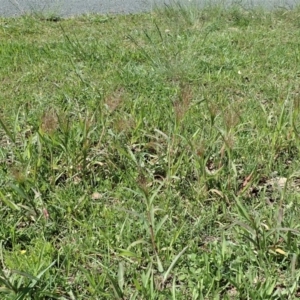 Panicum capillare/hillmanii at Cook, ACT - 18 Mar 2020