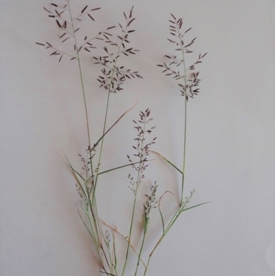 Eragrostis cilianensis (Stinkgrass) at Mount Painter - 22 Mar 2020 by CathB