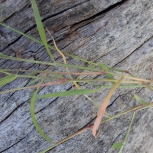 Eragrostis cilianensis at Dunlop, ACT - 22 Mar 2020 12:57 PM