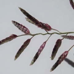 Eragrostis cilianensis at Dunlop, ACT - 22 Mar 2020 12:57 PM